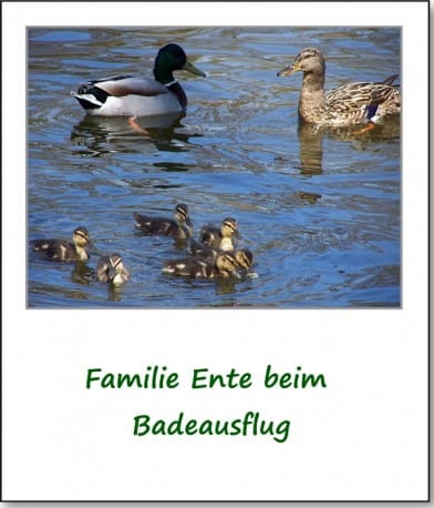 2007-park-gelaende-enten-01