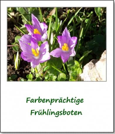 2008-fruehlingserwachen-krokusse