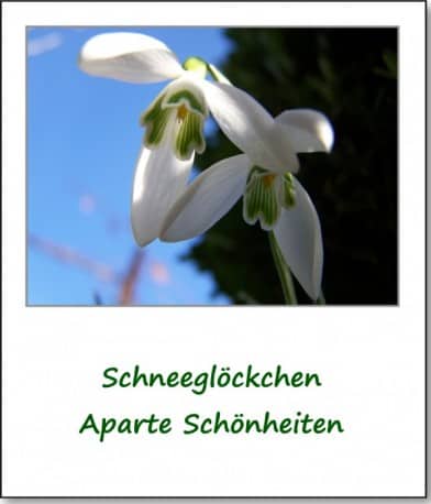 2008-fruehlingserwachen-schneegloeckchen