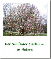 2009-eierbaum-in-saalfeld