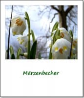 2009-fruehlingserwachen