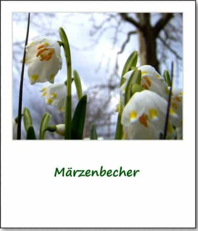 2009-fruehlingserwachen-01