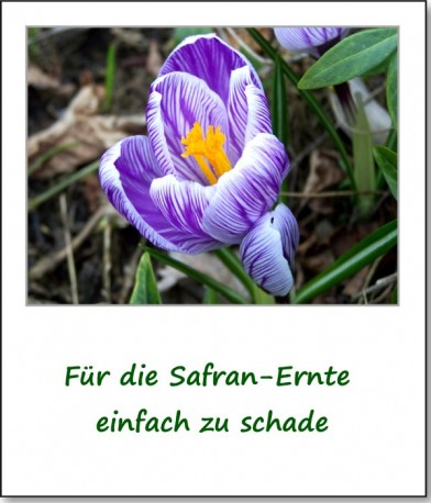 2009-fruehlingserwachen-03