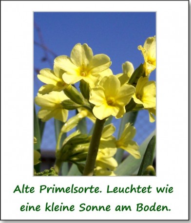 2011-fruehlingserwachen-02