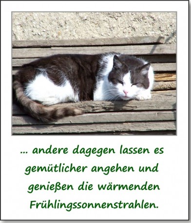 2011-fruehlingserwachen-05