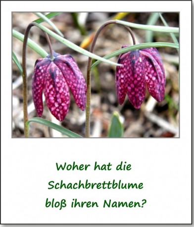 2012-fruehlingserwachen-02