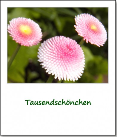 2012-fruehlingserwachen-04