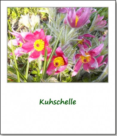 2012-fruehlingserwachen-05