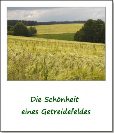 2012-farbspiele-getreidefeld-01