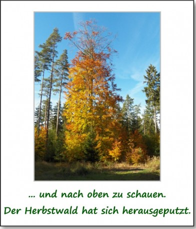 2012-hirschbacher-wald-02