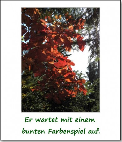 2012-hirschbacher-wald-03