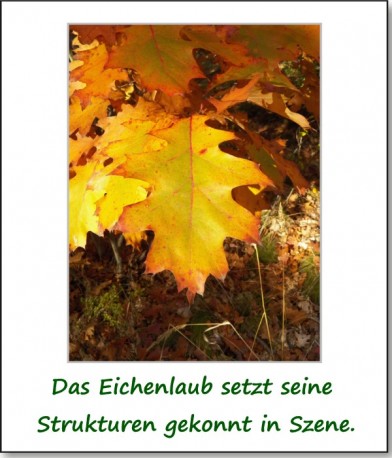 2012-hirschbacher-wald-05