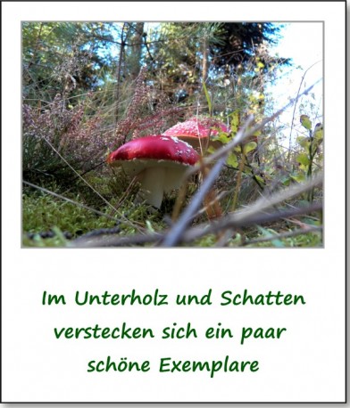 2012-hirschbacher-wald-08