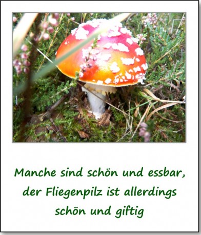 2012-hirschbacher-wald-09