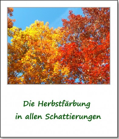 2012-hirschbacher-wald-12