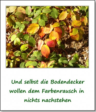 2012-hirschbacher-wald-13