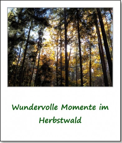 2012-hirschbacher-wald-14