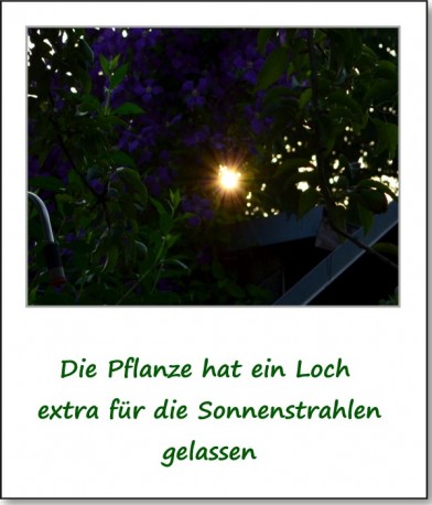 2013-gartenfest-03