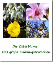 osterblume